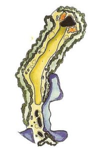 Dolphin Head Hole 1